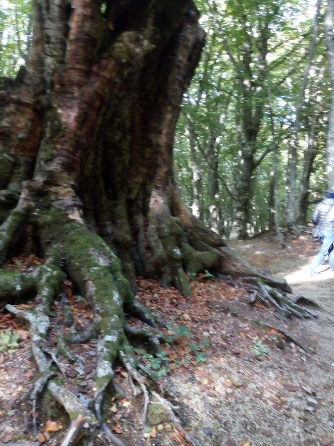 Bed and Breakfast Al Castagno Vico Equense Exterior foto